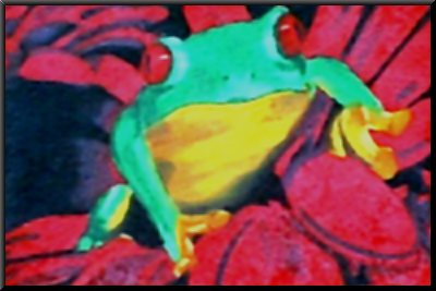 Frog In Red...May 2001