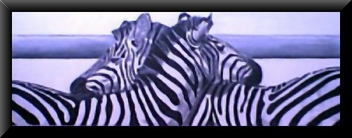 Zebras....June 2001